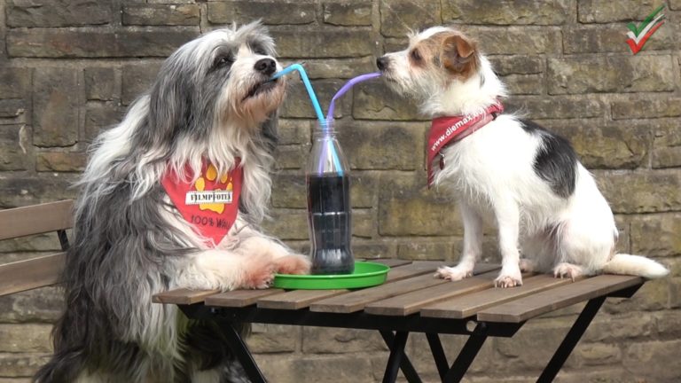 Hund &amp; Katz Einzigartiger Treffpunkt für Hunde und Katzenfreunde